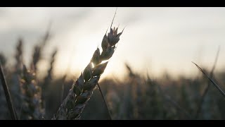 ADM’s Regenerative Agriculture Program on Home Farm in Staffordshire, UK