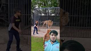 THE CHILD CATCH THE TIGER 🐯🐅🐅🐯 | TIGER AND LION | #shorts #youtubeshorts #trending #shortsfeed