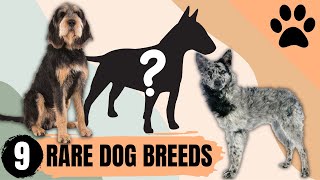 Top 9 Rarest Dog Breeds In The World