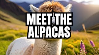 Alpacas: The Gentle Andes Treasures