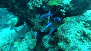 Bonaire Underwater - Sand Dollar Resort House Reef