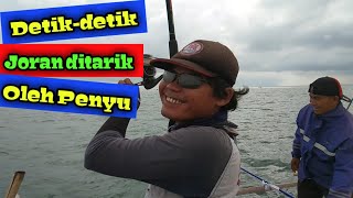 detik-detik joran ditarik oleh penyu