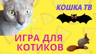 Игра для кошек и котов на КОШКА ТВ. Займи своего кота. Видео для кошек и котов.