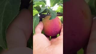 Harvesting Japanese Plums in my Garden #gardening