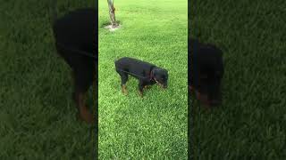 My Rottie Rottweiler smart dog