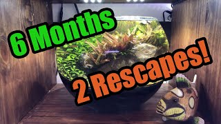 NO FILTER Shrimp/Fish Bowl | 6 MONTH UPDATE! | OEBT Shrimp