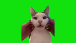 French Cat Purring Green Screen Chroma Key Template