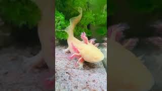 Golden axolotl dancing