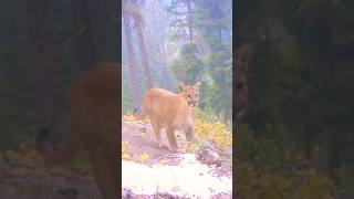 Mountain Lion’s Reaction to a Powerful Elk Bugle! #predator #nature