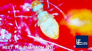 Up Close Strawberry - Several Microscopic Insects