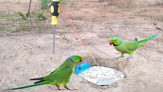 New Unique Quick Parrot Trap Using Screw Driver & Hole / New Creative Deep Hole Parrot Trap Work