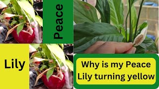 Why is my Peace Lily turning Yellow