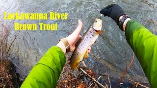 LONG Wild Brown Trout - Lackawanna River