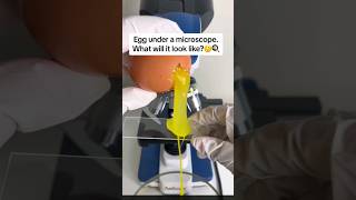 Raw Egg Under the microscope #microscope #shortfeed #trending #fyp #shorts