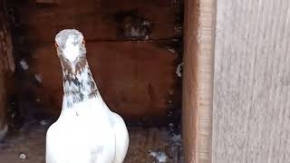 ANDHRA Madrasi Pigeon  ( Lal sera Tiplar)