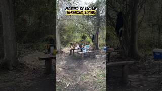 Arroyo las rosas imperdible, pronto el video completo #pesca #escoba #short