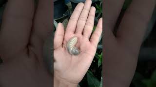 Huge dung beetle larvae