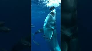 Köpekbalığı 🦈 #shorts #subscribe #trending #tiktok #new