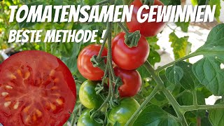 Beste Methode Tomatensamen zu gewinnen! Was sind F1 Hybride?