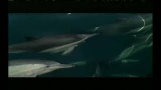 One Earth Sea Life Animal Planet PSA [1998]