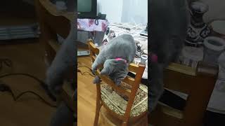 Котёнок играется на стуле