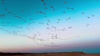 Snow Geese at Sunset on Assateague Island