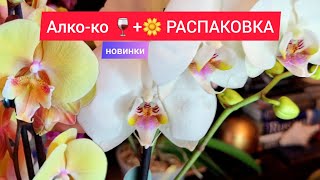 Новинка орхидея Биг Лип 'Жар-птица' и Полярный мишка. Распаковка шикарной Голандии от новой группы