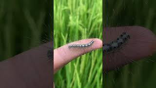 Hairy Caterpillar Crawls on finger🐛 #insect #shorts