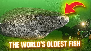 Discover the world’s oldest fish,over 300 years old!