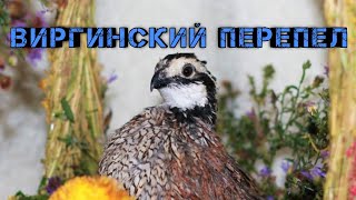 Виргинский перепел