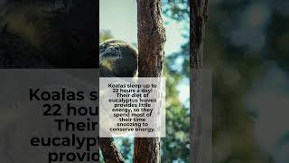 Koalas #koalas #animals #sleep #eating  #trending #facts #youtubeshorts #life #amazingfacts #viral