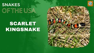 SCARLET KINGSNAKE