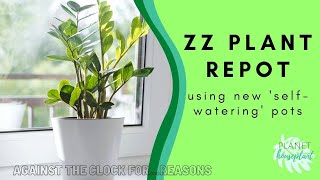 ZZ Plant Repot! Trying Out New Self-Watering Pots