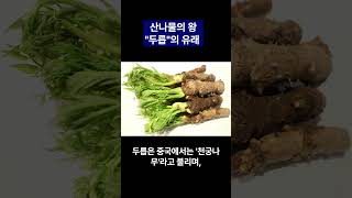 산나물의 왕 "두릅"의 유래