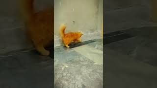 Funny cat videos | funny animal videos | funny cats #shorts #catcomedy #catvudeos