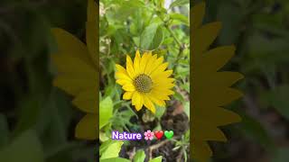 Nature 💚🌸❤️ #shortvideo #wonderofhistory #nature