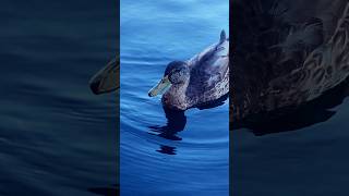 California Ducklings in the lake #animals #birds #nature #shorts #trending #viralvideo