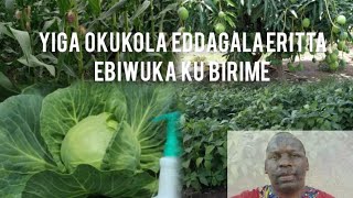 YIGA OKUKOLA EDDAGALA ERITTA EBIWUKA KU BIRIME (ORGANIC PESTICIDES)