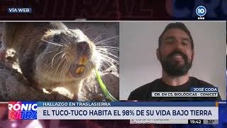 Tuco-Tuco: la nueva especie animal descubierta en Córdoba