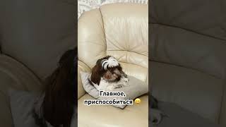 #смех #юмор #работа #cuteanimal #питомцы #видеопрособак #pets #животные