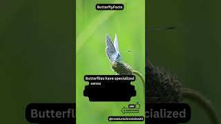 Butterfly Facts!  #facts #wildlife #insects #butterfly #shorts #nature #beautiful