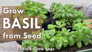 How to Grow Basil from Seed in Containers | from Seed to Harvest