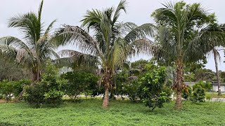 Day Before Hurricane Ian at our Fruit Farm Edible Garden in Sarasota, FL Update