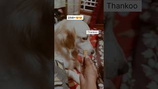 Thank you all#song #bollywood  #love#goldenretiever #funny #retriever #funnypet #dogs #labrador