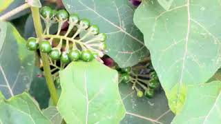 Farm productivity in Africa - Ghana example in use of organic and chemical fertiliser combinations