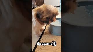 А Ваш питомец для Вас кто? #набережные_челны #любовь #собака