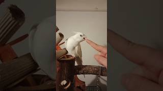 Day 3: Training my Cockatiel to Touch