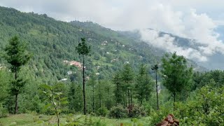 Beautiful View of Forest in Village of Murree | Beautiful Forest View of Murree Pakistan August 2022