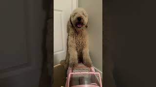 Buddy squeaky voice sounds #fluffball #goldendoodlepuppy #puppy #cutedog