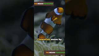 5 fascinating facts about clownfish